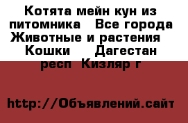 Котята мейн-кун из питомника - Все города Животные и растения » Кошки   . Дагестан респ.,Кизляр г.